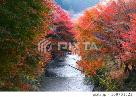 豊田市小原の四季桜と紅葉 109701322