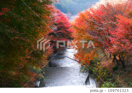 豊田市小原の四季桜と紅葉 109701323