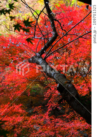 豊田市小原の四季桜と紅葉 109701325