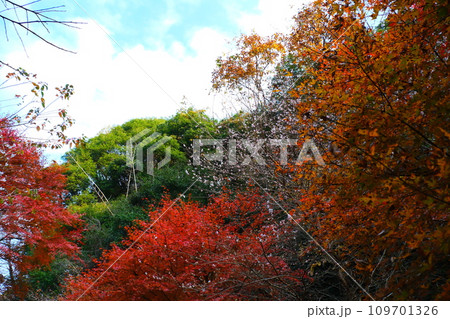 豊田市小原の四季桜と紅葉 109701326