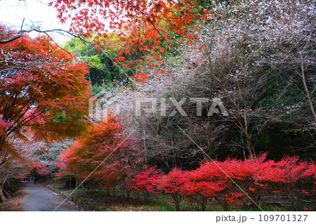 豊田市小原の四季桜と紅葉 109701327