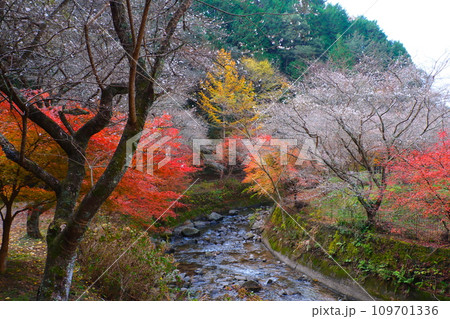 豊田市小原の四季桜と紅葉 豊田市小原の四季桜と紅葉 109701336