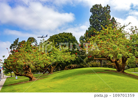 Landscape with trees and clouds in San Diego. Landscape with trees and clouds in San Diego. 109701359