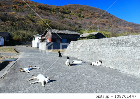 【香川県】佐柳島に住み着いている沢山の猫達(猫の島) 【香川県】佐柳島に住み着いている沢山の猫達(猫の島) 109701447