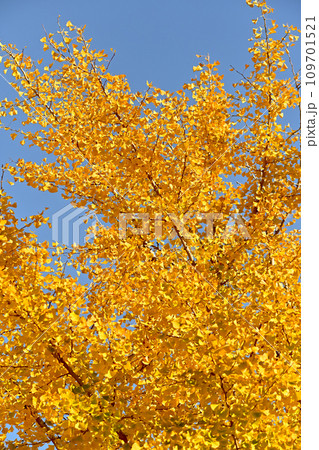 黄色く色づいたイチョウの葉 109701521