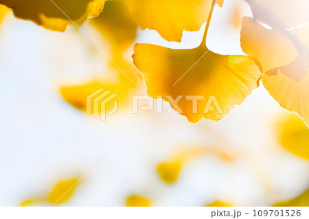 黄色く色づいたイチョウの葉 109701526