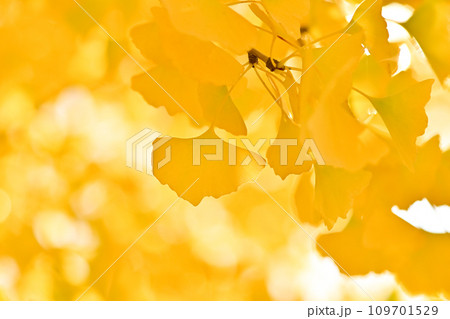 黄色く色づいたイチョウの葉 黄色く色づいたイチョウの葉 109701529
