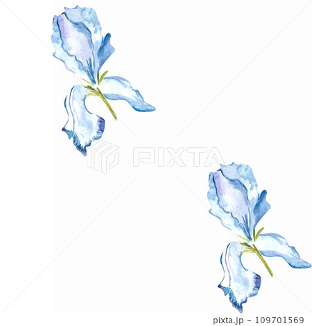 Watercolor blue irises seamless pattern. Hand drawn illustration with pastel spring flowers for textile design or wrapping paper. Texture for print on isolated background. Design for textile. Floral  109701569