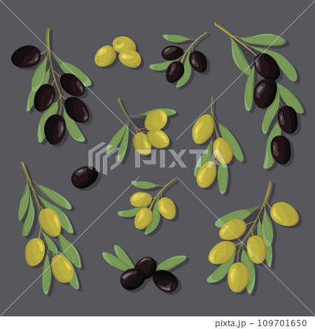 Black and green olive branches set. Color set olives with leaves in cartoon and flat simple style. Design for olive fruit products, oil, health care products, packaging design. Black and green olive branches set. Color set olives with leaves in cartoon and flat simple style. Design for olive fruit products, oil, health care products, packaging design. 109701650