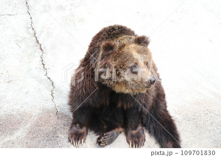 阿蘇カドリー・ドミニオン、熊本 阿蘇カドリー・ドミニオン、熊本 109701830