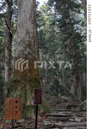 鳳来寺山　樹齢800年傘すぎ 109701933
