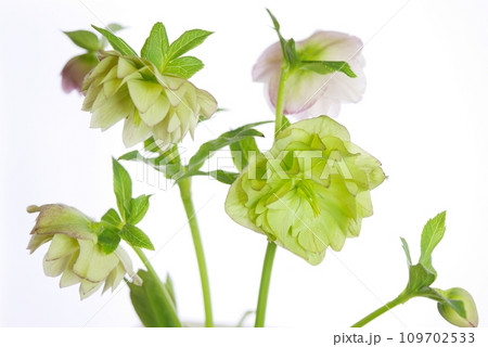 クリスマスローズ（ダブル）20220304 109702533