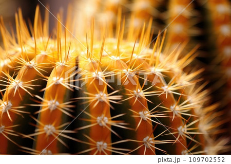 Close-up of the Golden Barrel Cactus, Echinocactus grusonii, a desert plant native to Mexico 109702552