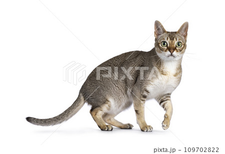 Singapura cat on white 109702822