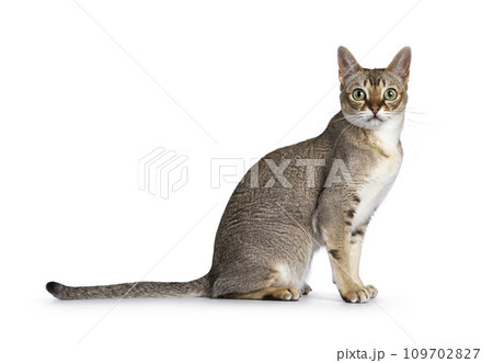 Singapura cat on white 109702827
