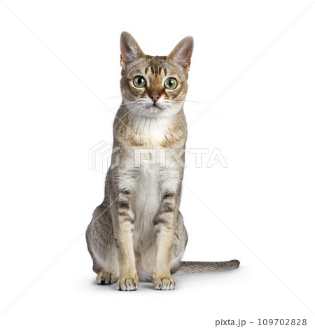 Singapura cat on white Singapura cat on white 109702828