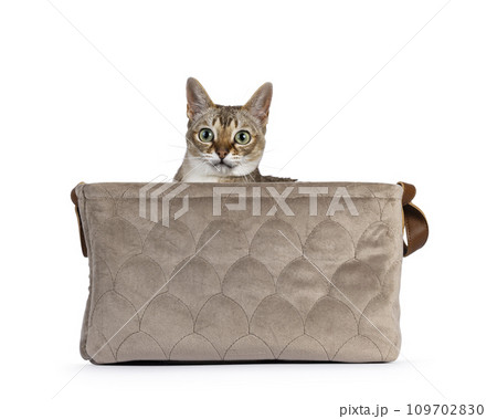 Singapura cat on white 109702830