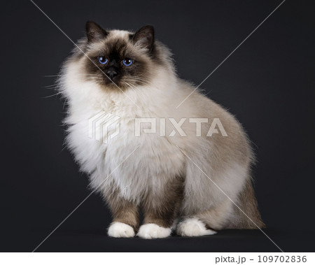 Sacred Birman cat on black Sacred Birman cat on black 109702836