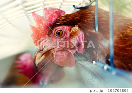 Chickens in the henhouse. Chickens in the henhouse. 109702892