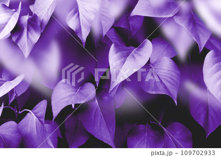 Violet background image, autumn leaves colors 109702933