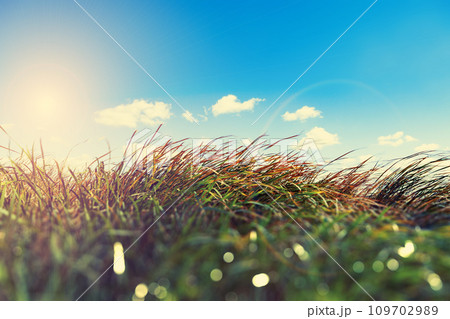 Sunset fields and sunbeam.Wind in the meadow ,nature background. 109702989