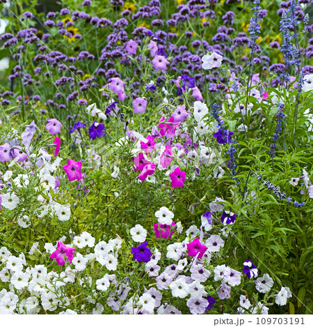 Blooming petunia against a background of green . Blooming petunia against a background of green . 109703191