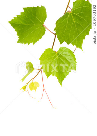 Grapevine and grape leaves isolated on white. Vertical photo. Free space for text. Grapevine and grape leaves isolated on white. Vertical photo. Free space for text. 109703192