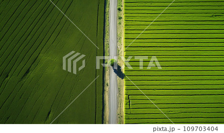 Aerial farm view of two agricultural fields divided by straight rural road. Rural infrastructure and sustainable crop production concept 109703404