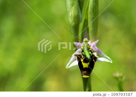 Close up of a little green grasshopper hugging flower of a woodcock bee orchid or woodcock orchid ( Ophrys scolopax ). Selective focus 109703587