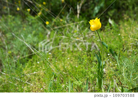 Wild red and yellow tulips blooming in a spring forest. Selective focus. Wild red and yellow tulips blooming in a spring forest. Selective focus. 109703588