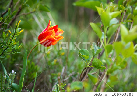 Wild red and yellow tulips blooming in a spring forest. Selective focus. Wild red and yellow tulips blooming in a spring forest. Selective focus. 109703589