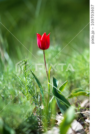 Wild red and yellow tulips blooming in a spring forest. Selective focus.Vertical orientation. 109703607