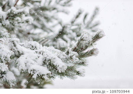 Close-up of snow covered pine tree. Happy New Year and Christmas celebration concept. Close-up of snow covered pine tree. Happy New Year and Christmas celebration concept. 109703944