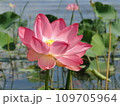 Pink lotus in water with green leaves Delicate water lily Aquatic plantFlower filmed close-up in the river Flower landscape for screen wallpaper 2024, design, presentations 109705964
