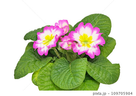 【プリムラジュリアン】 (深度合成) 109705984