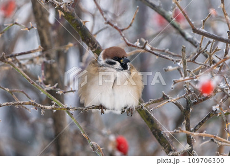 A frozen sparrow on the branches of a wild rose among red rosehip berries covered with snow on a cold winter day 109706300