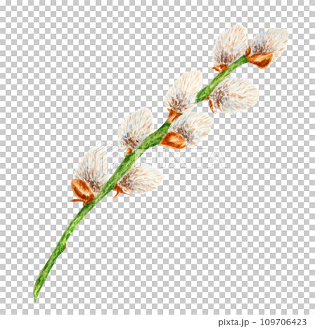Hand drawn watercolor illustration of pussy willow. Botanical clip art, symbol of religious holidays, Easter, Lunar New Year. Green branches with soft salix buds, flowers. Spring painting for prints 109706423