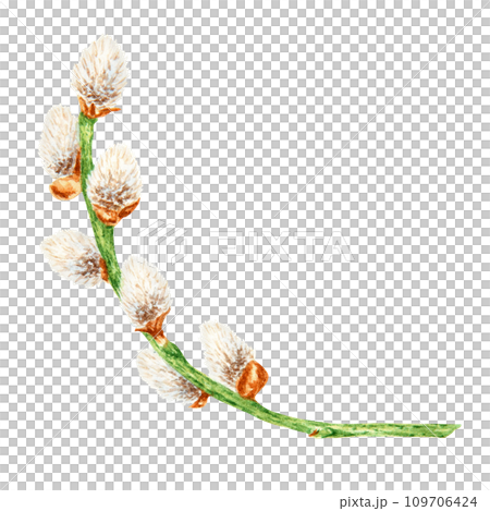Hand drawn watercolor illustration of pussy willow. Botanical clip art, symbol of religious holidays, Easter, Lunar New Year. Green branches with soft salix buds, flowers. Spring painting for prints Hand drawn watercolor illustration of pussy willow. Botanical clip art, symbol of religious holidays, Easter, Lunar New Year. Green branches with soft salix buds, flowers. Spring painting for prints 109706424