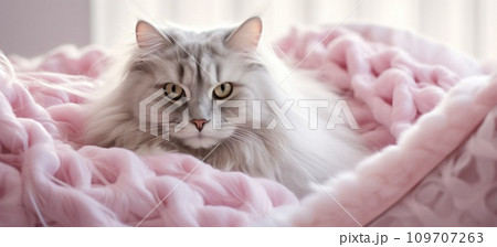 white fluffy cat in bedroom snood white fluffy cat in bedroom snood 109707263
