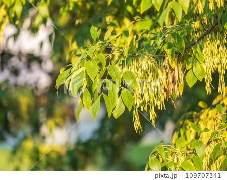 Close up of seeds of the ash, or European ash or common ash, Fraxinus excelsior. 109707341