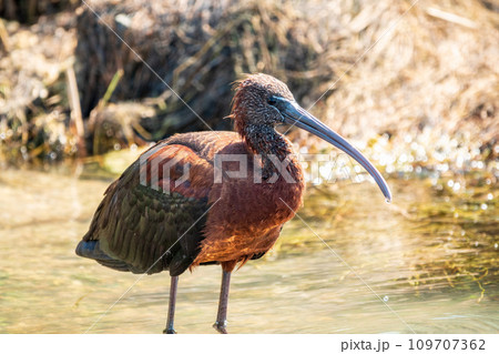 The glossy ibis, latin name Plegadis falcinellus, searching for food in the shallow lagoon. 109707362