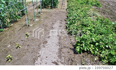 夏野菜の畑 109708027