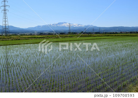 田植え直後の水田風景 109708593