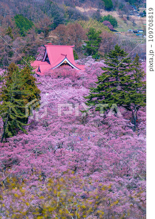 【春素材】高遠城址公園の桜・俯瞰風景【長野県】 【春素材】高遠城址公園の桜・俯瞰風景【長野県】 109708819