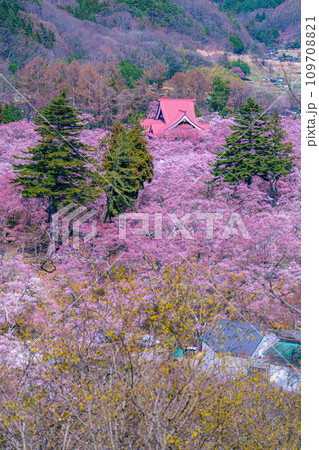 【春素材】高遠城址公園の桜・俯瞰風景【長野県】 109708821