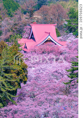 【春素材】高遠城址公園の桜・俯瞰風景【長野県】 109708823