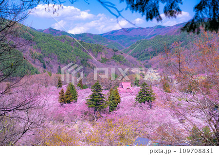 【春素材】高遠城址公園の桜・俯瞰風景【長野県】 【春素材】高遠城址公園の桜・俯瞰風景【長野県】 109708831