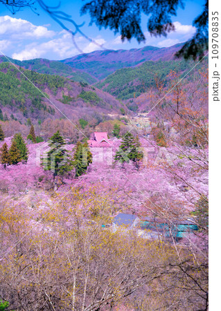 【春素材】高遠城址公園の桜・俯瞰風景【長野県】 【春素材】高遠城址公園の桜・俯瞰風景【長野県】 109708835