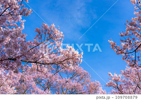 【春素材】高遠城址公園の桜と青空【長野県】 【春素材】高遠城址公園の桜と青空【長野県】 109708879