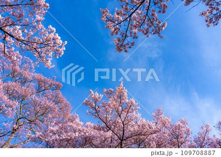 【春素材】高遠城址公園の桜と青空【長野県】 【春素材】高遠城址公園の桜と青空【長野県】 109708887